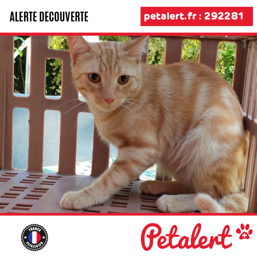 petalert_france's tweet photo. Trouvé #Chat #HauteGaronne #Daux #Petalert #PetAlert31 / https://t.co/SZtbo74YDq https://t.co/IvsvwuyOSn