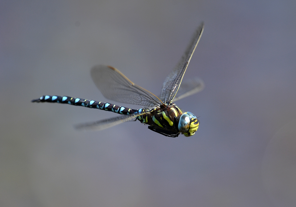 andyjonesfoto1's tweet photo. Common Hawker Dragonfly, Peak District - 7th Aug 2022. @Natures_Voice @BDSdragonflies @peakdistrict @PeakDistrictNT #CommonHawker #dragonfly #PeakDistrict #Nikon #Local https://t.co/fTdlzbTUB4