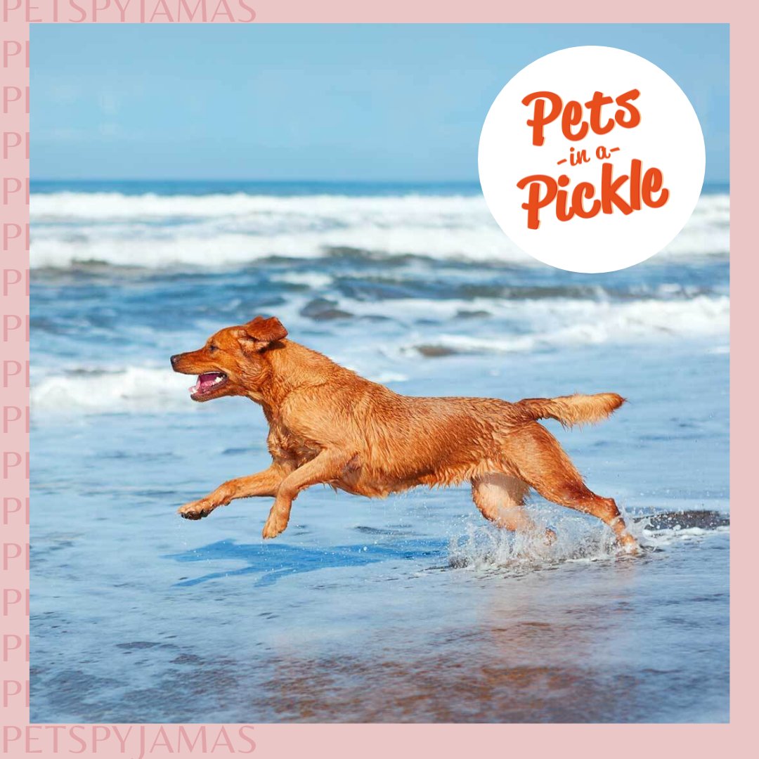🐾 Did you know our friends over at Pets In A Pickle are offering our customers an exclusive 10% off their pet insurance? 🐾 How wooftastic is that?! Check it out for yourself by following the link here: bit.ly/PetsPyjamasXPe…