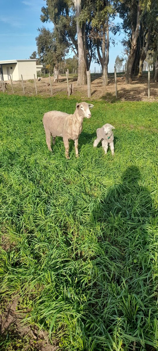 La época más linda 🐑
#paricion2022