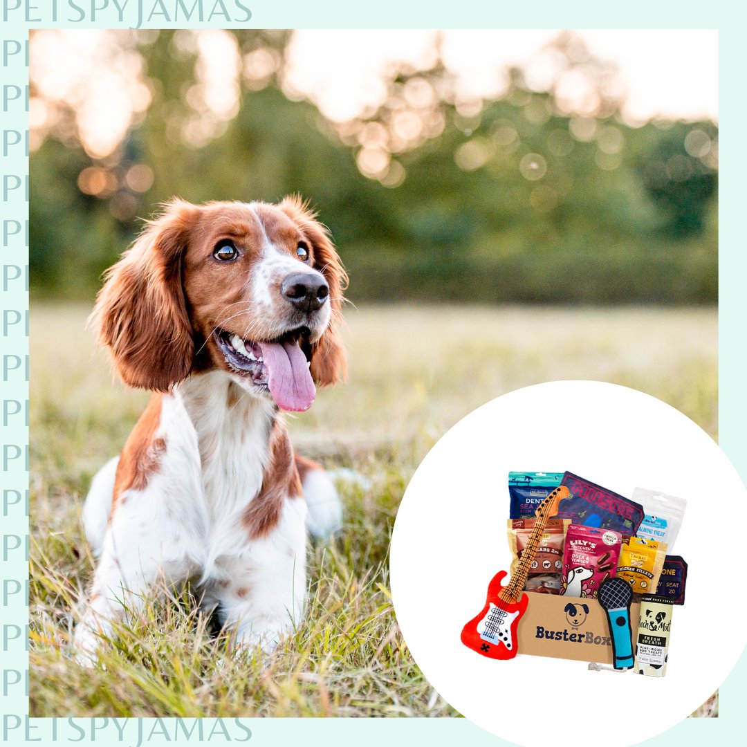 ‼️ COMPETITION TIME ‼️ Want to WIN a six month subscription to @busterbox_ and a £100 PetsPyjamas Travel Voucher? Follow this link to enter: bit.ly/PetsPyjamasXBu…