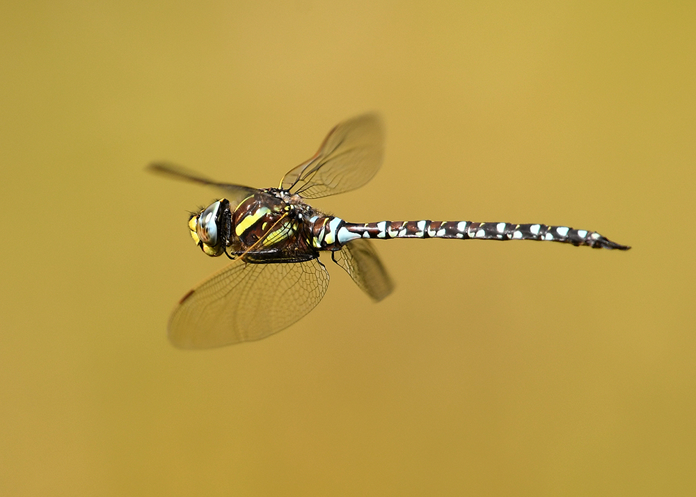 andyjonesfoto1's tweet photo. Common Hawker Dragonfly, Peak District - 7th Aug 2022. @Natures_Voice @BDSdragonflies @peakdistrict @PeakDistrictNT #CommonHawker #dragonfly #PeakDistrict #Nikon #Local https://t.co/biotjoV82h