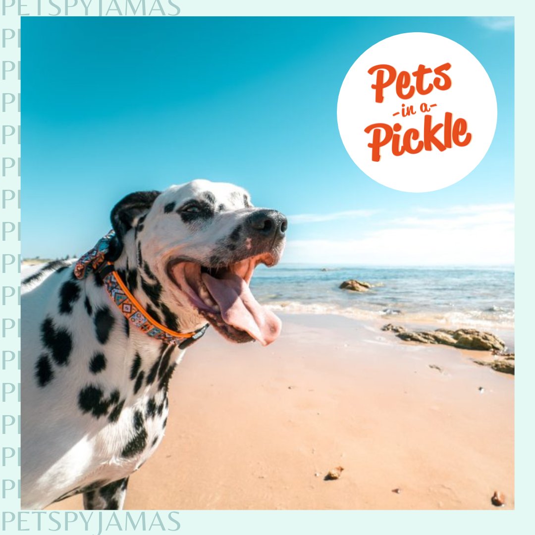 🐾 @PetsInAPickle understands that finding simple and reliable pet insurance for your dog can be hard. That’s why they’ve made the process quicker and easier to get your pet covered. Gain access to 10% discount, use code PICKLE10 at checkout.