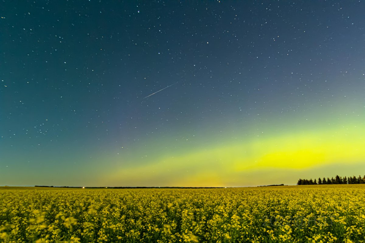 theauroraguy's tweet photo. Still processing my images from tonight but here a several, one has a Perseid in it, the SAID aka Steve arc has an odd looking Picket fence and the curling auroral arch is just too cool @nenecallas @erikapal @Vincent_Ledvina @dmaluk1 https://t.co/3tb7dpSPf4