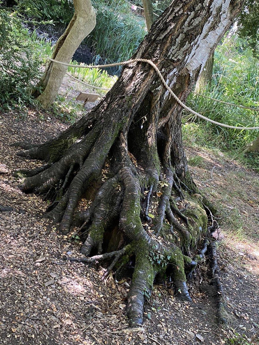 claireyfairey28's tweet photo. #creepytree https://t.co/yFJDr7Wwrw