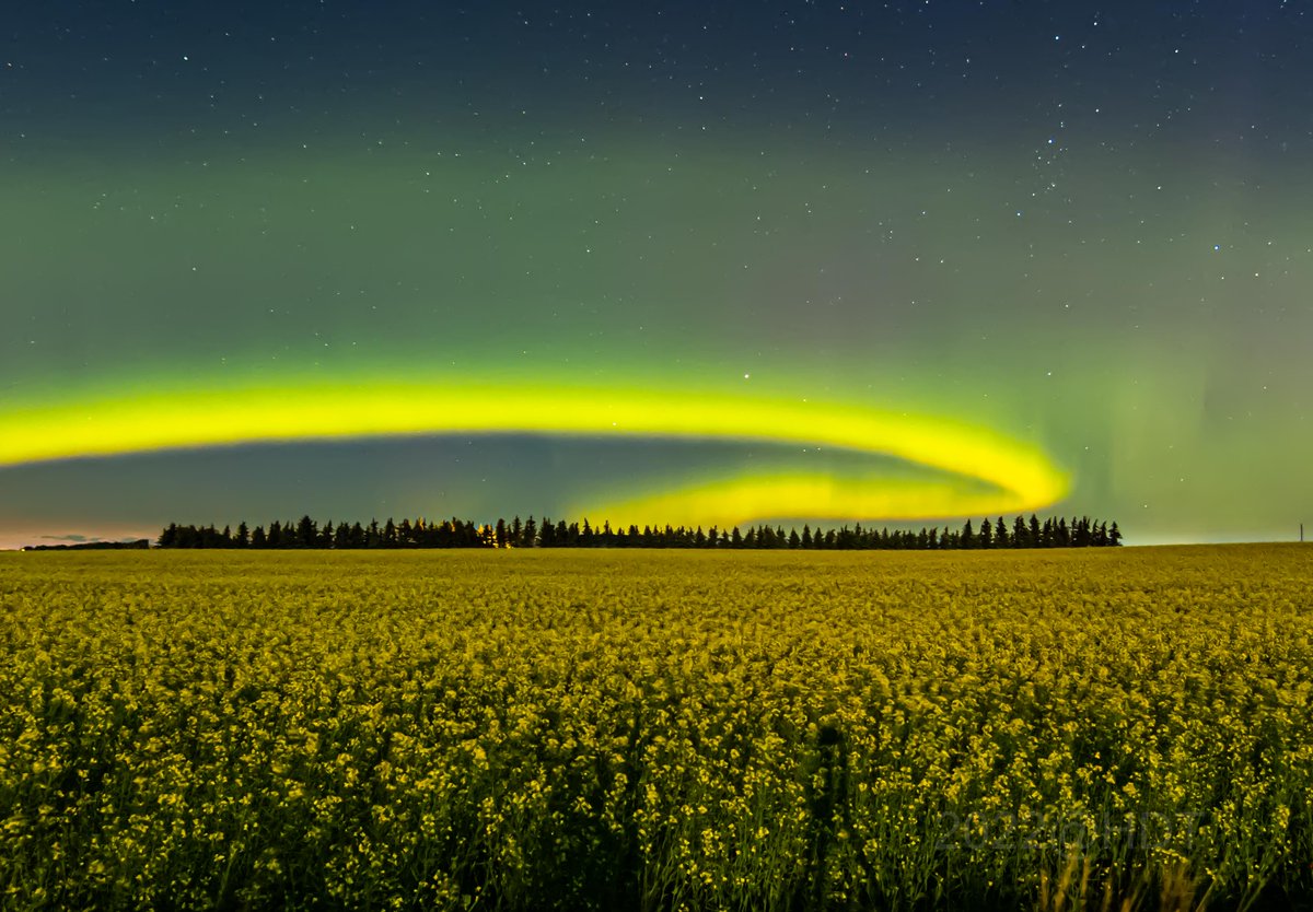 theauroraguy's tweet photo. Still processing my images from tonight but here a several, one has a Perseid in it, the SAID aka Steve arc has an odd looking Picket fence and the curling auroral arch is just too cool @nenecallas @erikapal @Vincent_Ledvina @dmaluk1 https://t.co/3tb7dpSPf4
