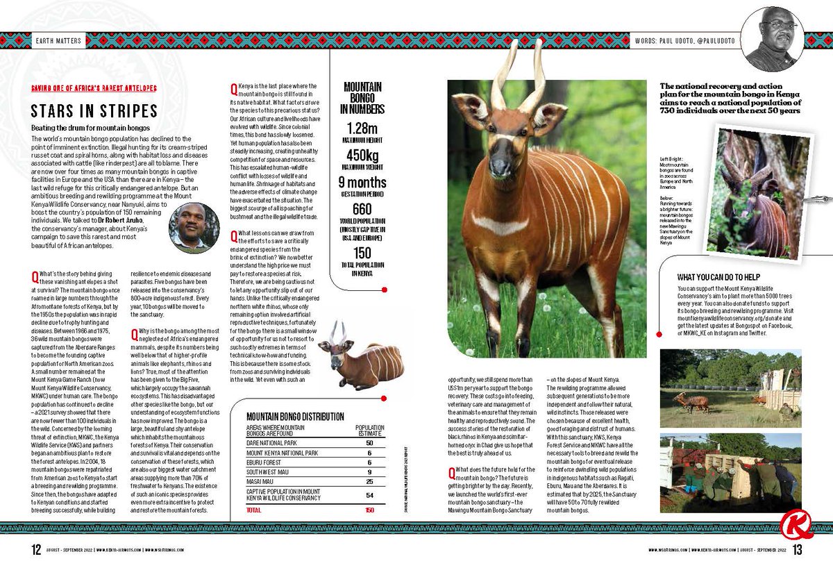 pauludoto's tweet photo. Saving one of Africa's rarest antelopes:the mountain bongo https://t.co/3sO8cNniBs https://t.co/cA9YxMdQ5l
