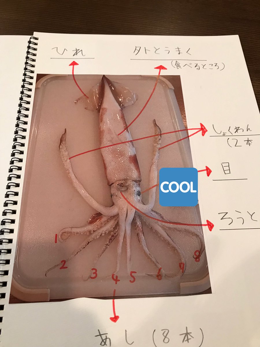 次男の自由研究 イカの解剖が思いもよらぬ大作になっていた 初めて血液が青い理由を知った Togetter