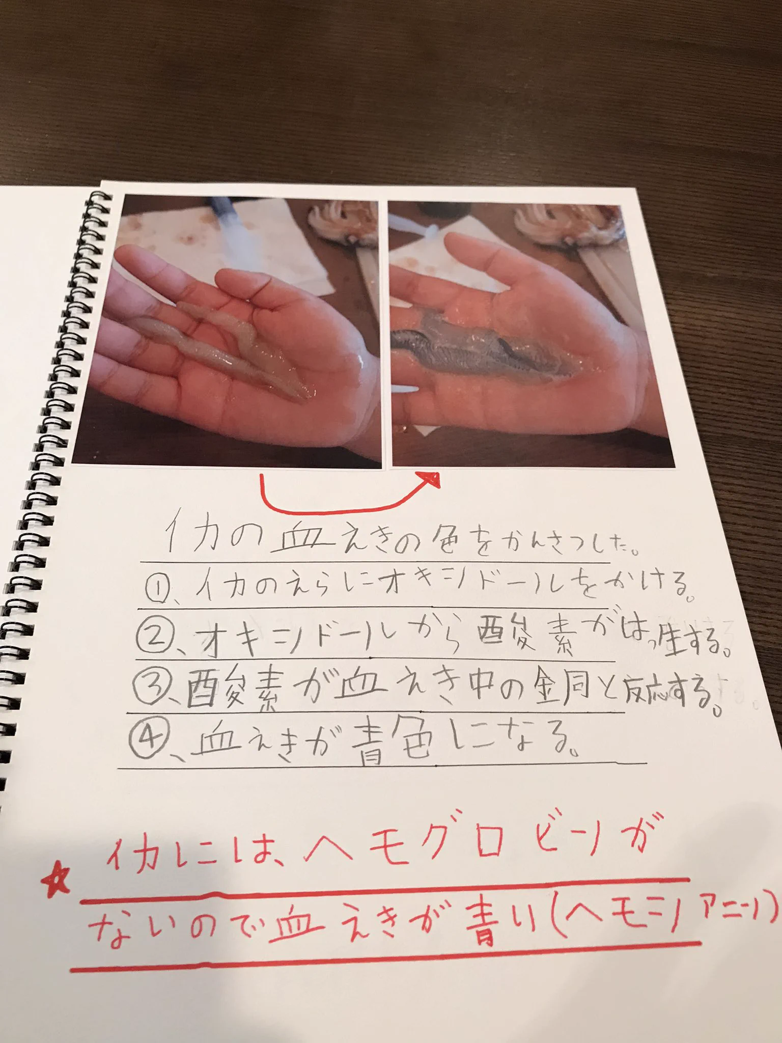自由研究の結果は？思いもよらないオチだった！