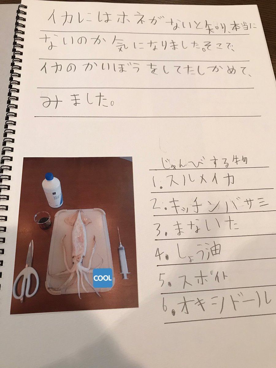 次男の自由研究 イカの解剖が思いもよらぬ大作になっていた 初めて血液が青い理由を知った Togetter 次男の自由研究 イカの解剖が思いもよらぬ大作になっていた 初めて血液が青い理由を知った Togetter