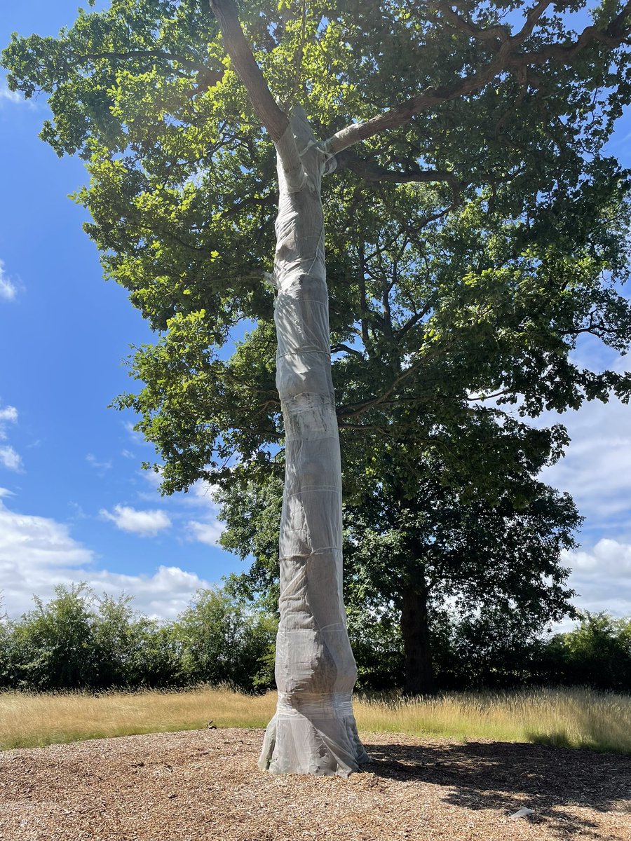 claudiadeyong's tweet image. Tree wrapping seen on Duke of Westminster Estate in Cheshire- helping to protect veteran oaks from parasitic bark boring beetle @GdnMediaGuild #tree #trees #treepreservation #gardens #landscape #Horticulture #saveourtrees #oaktree @AncientTreesATF #gardens