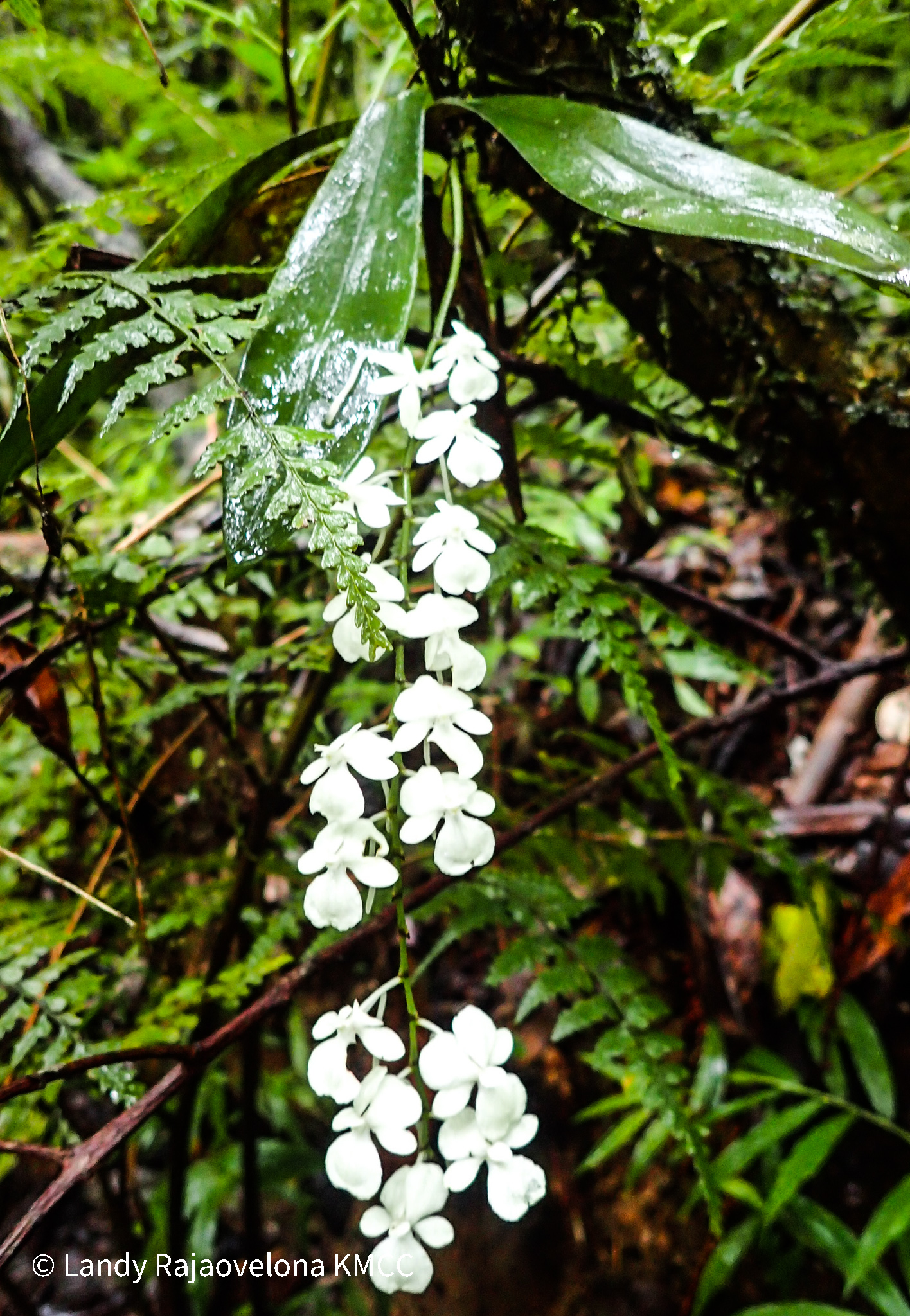 Kew Madagascar on X: "POTD- Aerangis citrata (IUCN:LC) #Orchidaceae  #Asparagales, #endemic epiphyte and widespread orchid, in the humid and  evergreen humid forests from Antsiranana to Toliara provinces, observed in  #AnalamazaotraNP and #MantadiaNP #