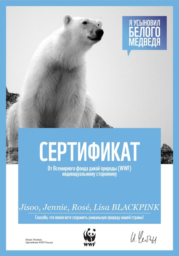 BPRussiaFanbase's tweet photo. On behalf of Jisoo, Jennie, Rosé, Lisa and BLACKPINK, we adopted a polar bear and a wild reindeer through the World Wildlife Fund. Happy 6th anniversary, girls❤️ We are stronger together with you❤️‍🩹

#SIXcredibleYearsWithBLACKPINK
#육년동안_내심장의색은_블랙핑크
@BLACKPINK https://t.co/bRt4VMomVl