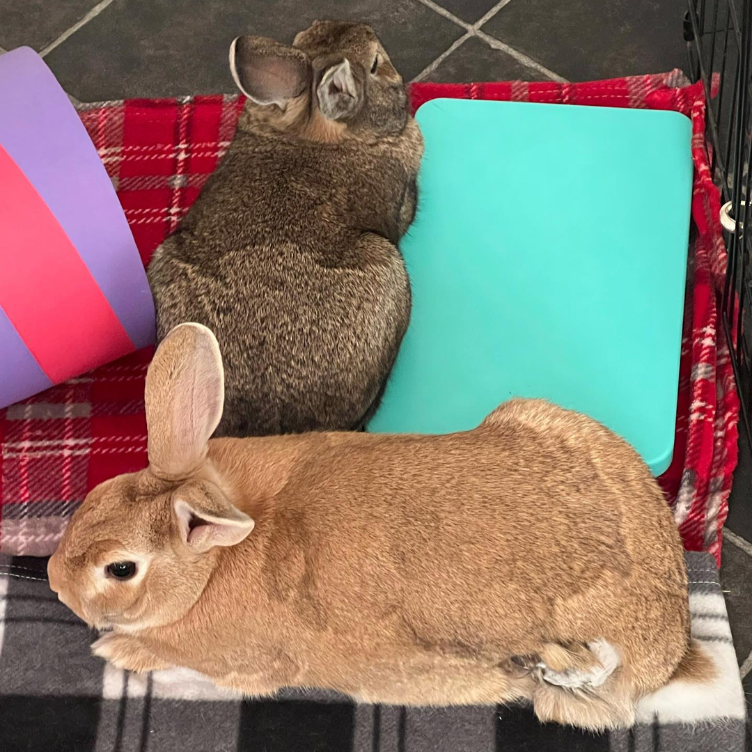 RabbitRetailUK's tweet image. Be cool like JJ &amp;amp; Hettie and get your Snugglesafe Cool Pods before the weather hits 30 this week. 

10% off and upgraded next-day delivery! (orders place before midday) 

#Bunny #Rabbit #OneHopShop #RabbitRetail #SunsOutBunsOut #Snugglesafe #CoolPod
