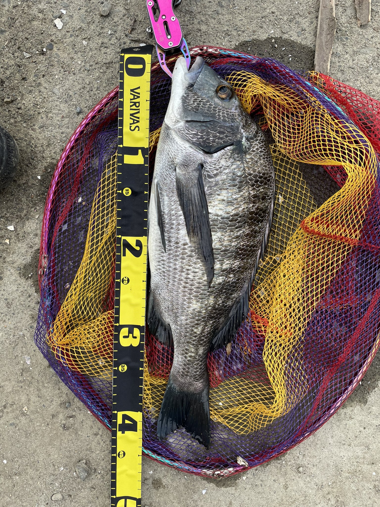 浜名湖 チヌ太郎 Atayanimnida Twitter