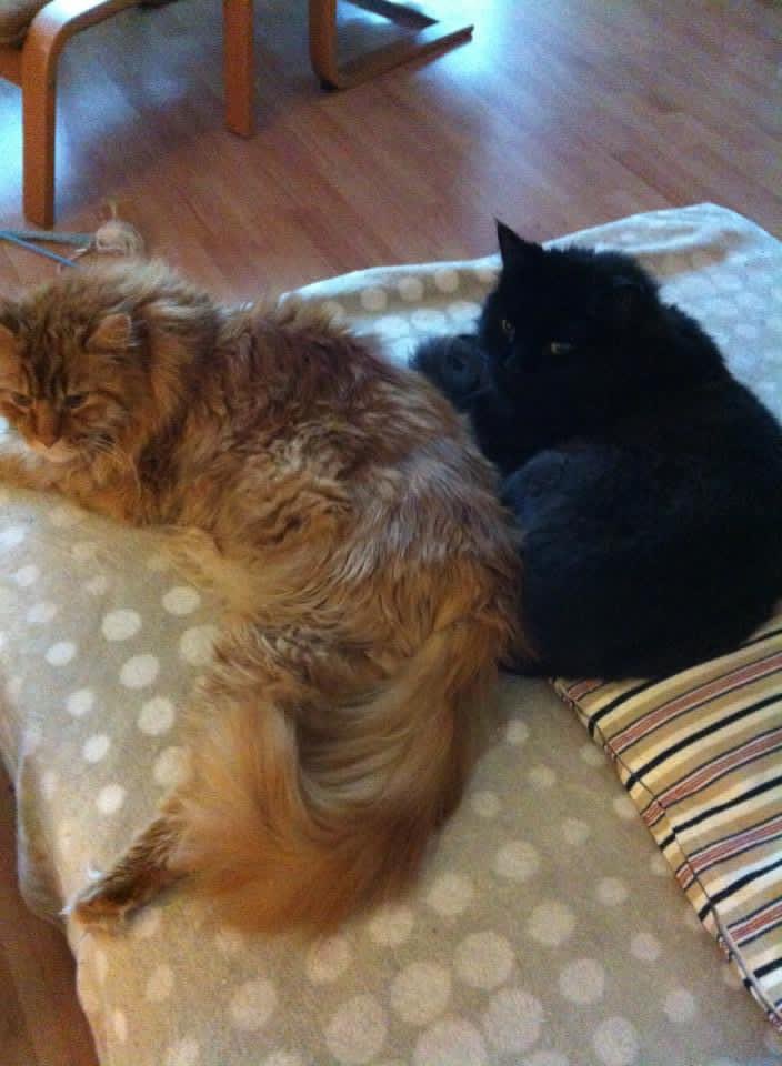 Katl_SVT's tweet photo. World-Cat-Day π± Sending many kisses to my babies who have already crossed the rainbowbridge π Elvis & Legolas mommy is still loving you both to the moon and back!! β€οΈ #bubblepets #Besumpet https://t.co/BiuItcz4Tq