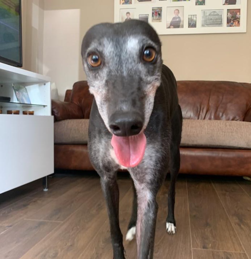 Are Greyhounds Fence Jumpers