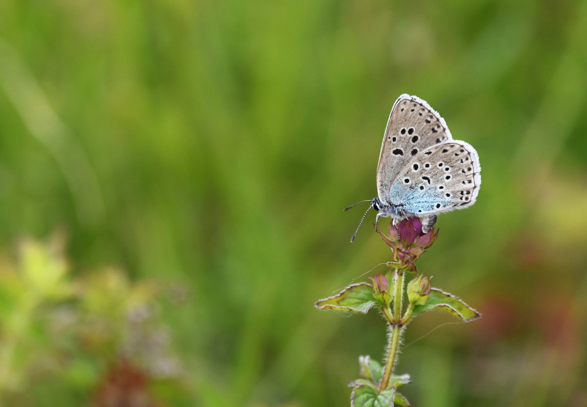 BillyHeaney's tweet photo. The first episode of #5MinuteRoadTrips will be released on @opticronuk’s YouTube Channel on Wednesday this week! I’ll be heading down into Gloucestershire’s Golden Valley in search of the once extinct #largebluebutterfly! 🦋 @DFMTalent https://t.co/jP1FkpDKbO
