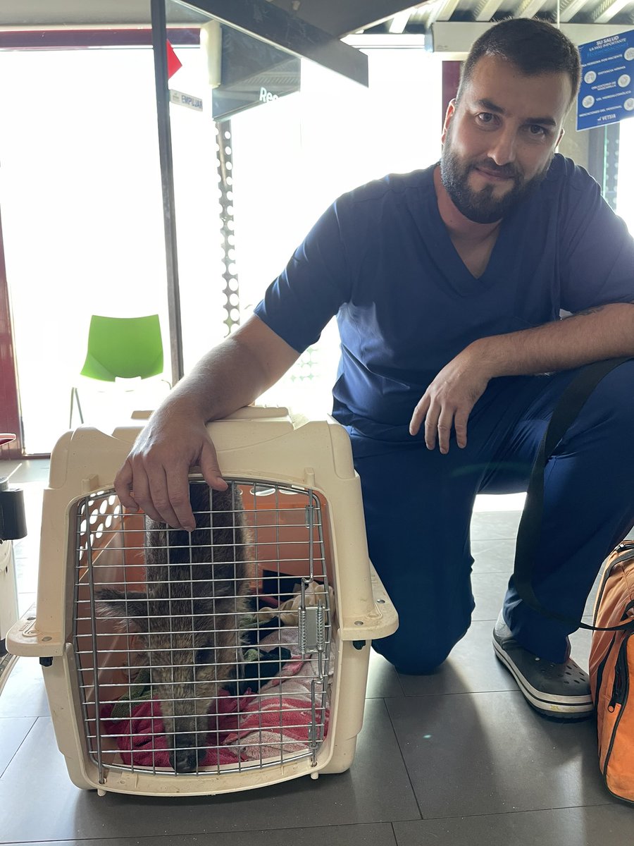 Bellota está preparado para entrar a la resonancia. Pablo, su veterinario, ha venido para sedarle y controlar que esté bien 🥰🐗 ¡Mandadle mucha fuerza de nuevo! Ayúdanos a cubrir sus gastos veterinarios 🙏💚 santuariovegan.org/colabora/dona/