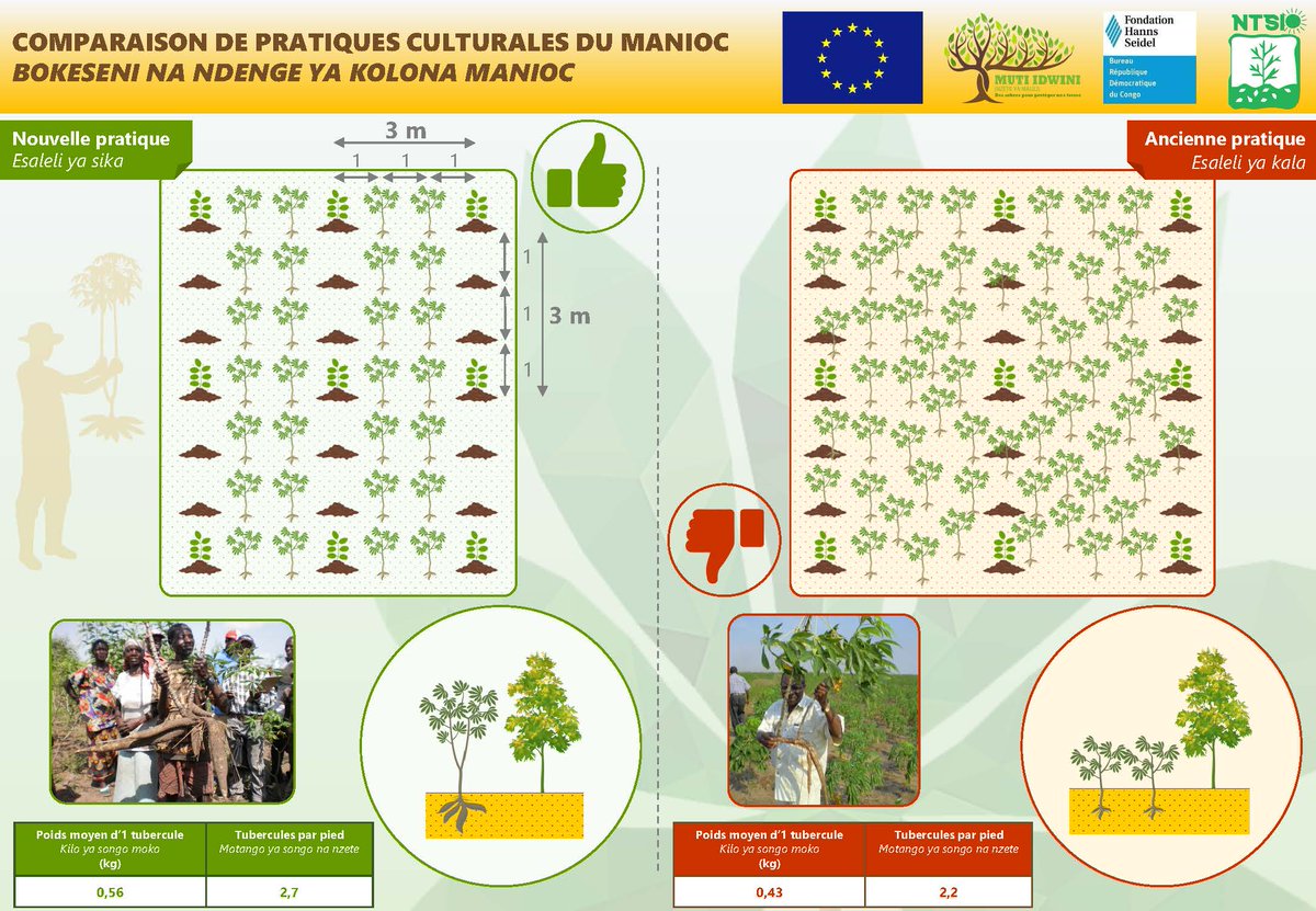 UEenRDC's tweet photo. #Agroforesterie : quelques astuces pour avoir de meilleurs rendements dans la culture du manioc, associé aux acacias.
Le projet 🇪🇺 agroforestier de #Ntsio sur le Plateau des #Bateke propose des écartements d'un mètre entre les plantes.
#SecuriteAlimentaire 
#EUGreenDeal 
🇪🇺🤝🇨🇩 https://t.co/YOC9MtvIux
