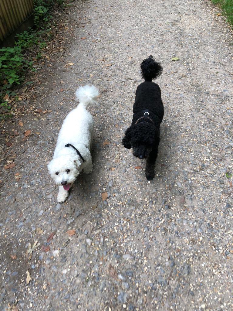 LittlePawsVIP's tweet photo. #norman &amp; #otis @LittlePawsVIP https://t.co/Uj7VAY1yWV