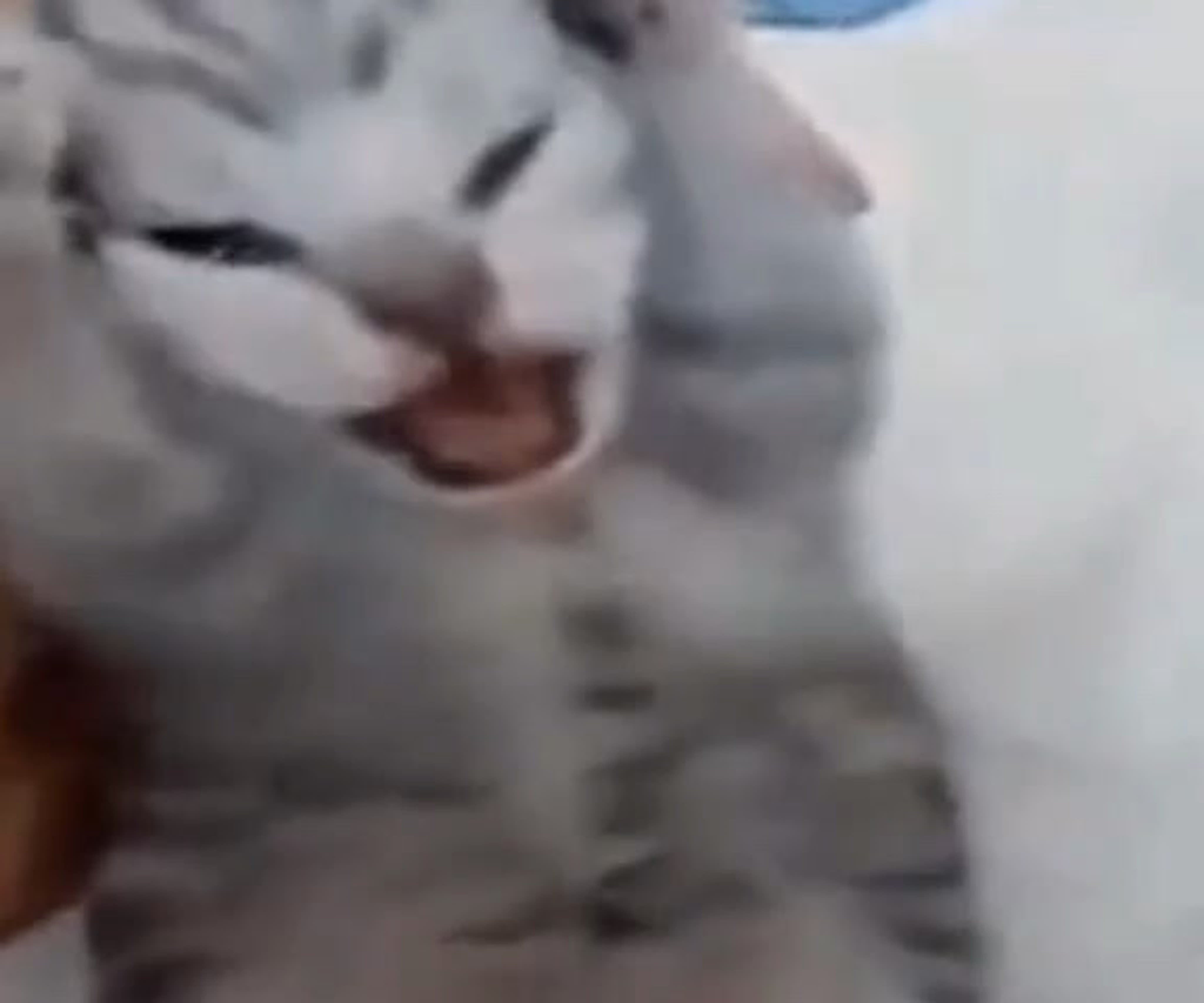 Кот орет Мем тик ток