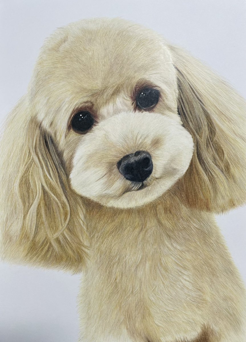 ほとんど知られていない ペキニーズ 犬 犬の絵 イラスト 原画 絵画 色鉛筆画 手描き Www Kedaimasyarakat Or Id