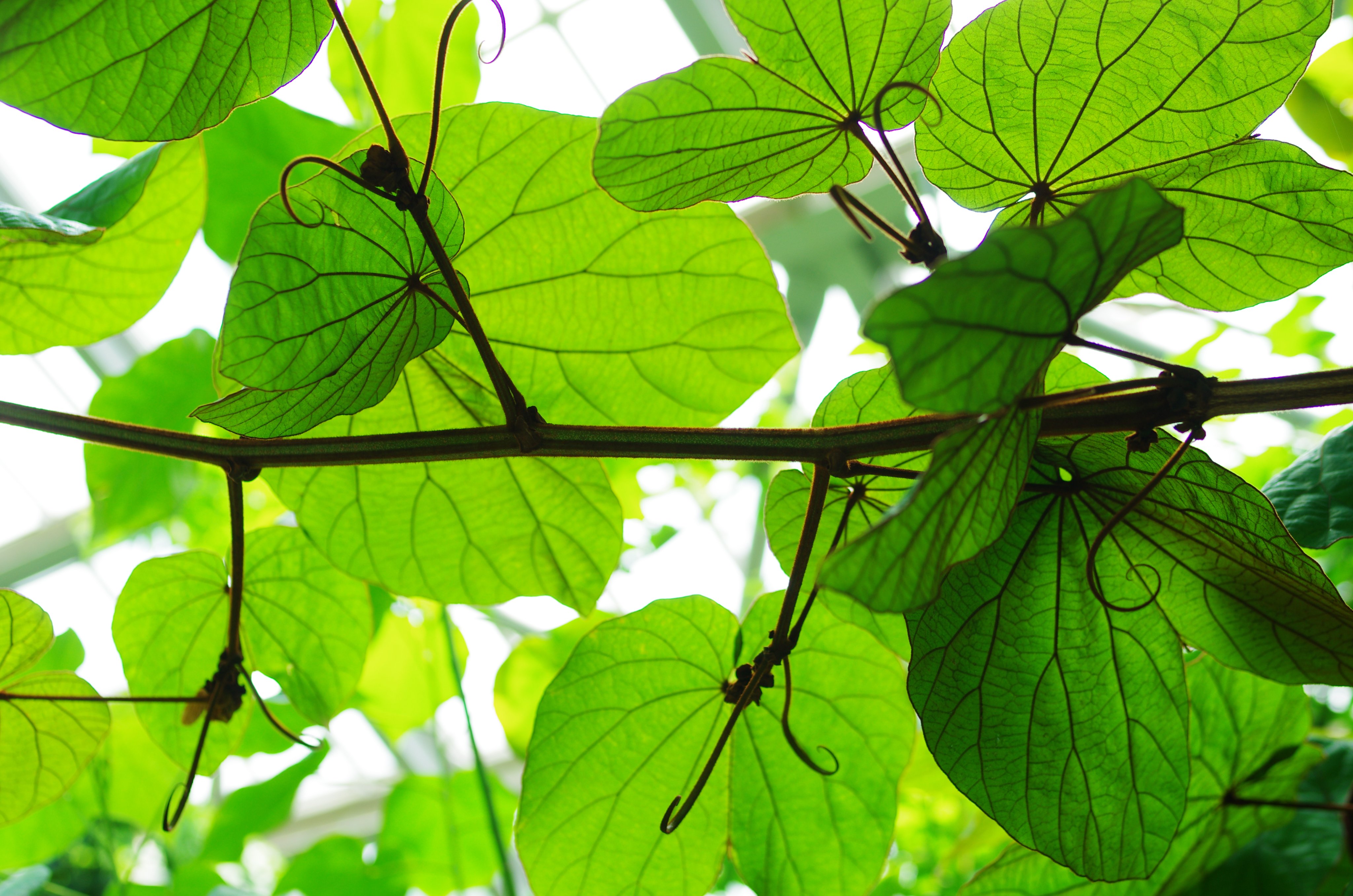 たこ もういっちょ 温室の中にいたタイ原産マメ科bauhinia Aureifolia 種小名は 黄金の葉 時間が良かったのか きれいな葉脈と光の透け具合 若い葉は緑色ではなく 二つに割れてる葉っぱが折りたたまれているそうな T Co Li9sfexpln Twitter
