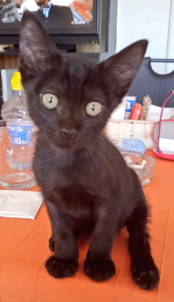 mariajonut's tweet photo. @Flexispot_ES #FlexiSpotES #Flexicats os presento al pequeñajo Jom, orejotas dulces y muy raro sentado, y complicado fotografiarlo, es un bicho que no para. Feliz día del gato amigas felinas. @AmparoFenollar1 @Amparo93898276 https://t.co/4eCnL86rmH