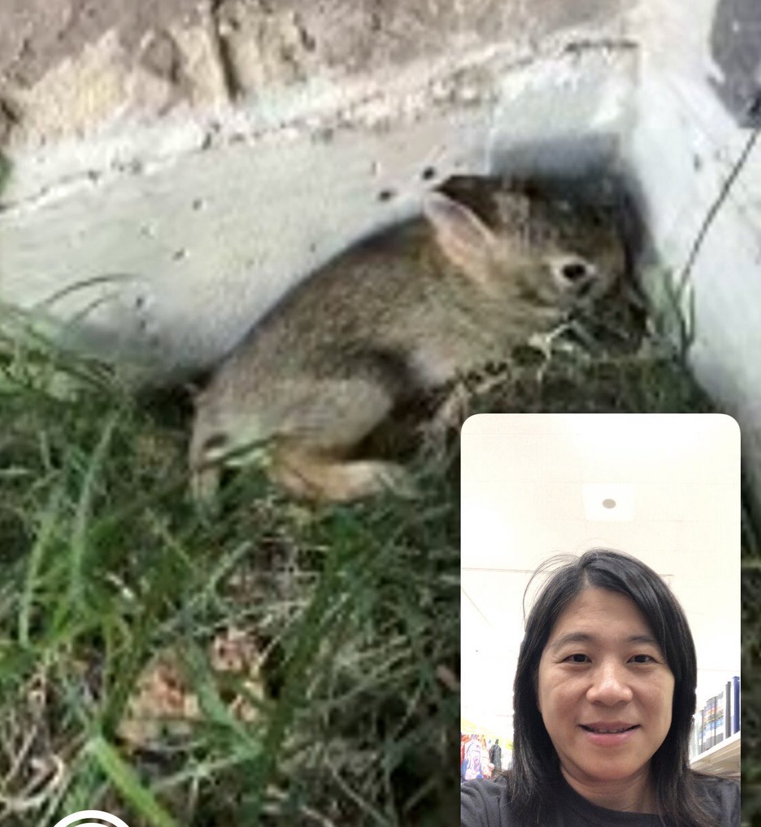 Should I adapt this visitor to be our new pet? #twehowl ⁦<a href="/TWEHowl/">Tom Wilson Elementary</a>⁩