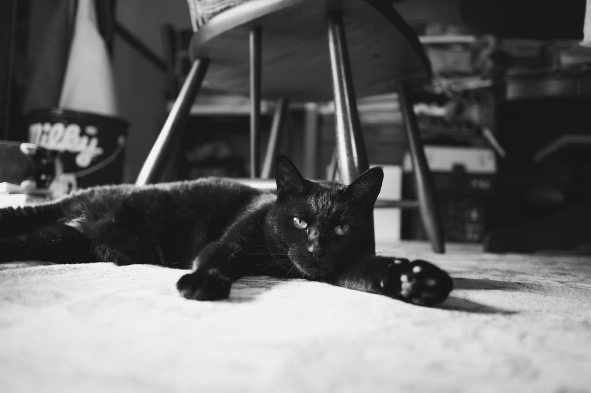 sumiyamisu's tweet photo. #世界猫の日  #世界猫の日2022 https://t.co/KepIGErAsI