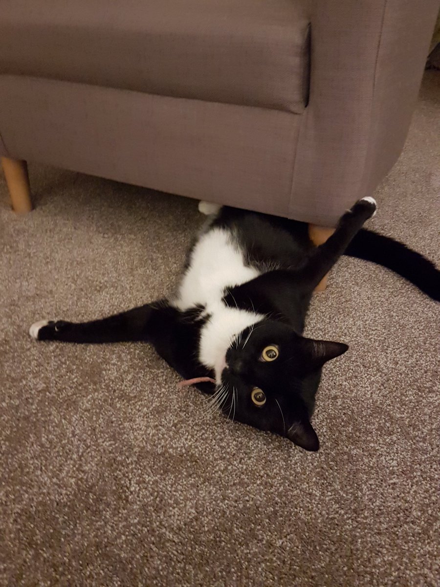 XRRandomguy's tweet image. Pawty time says Tilly #WebboxCatDay