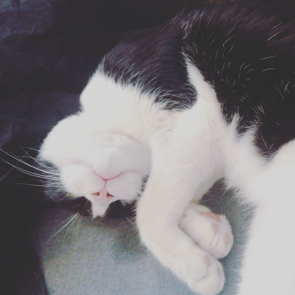 CafeConOreos's tweet photo. Creemos que la Karen es una stalker porque hemos mirado su móvil y tiene cantidad de fotos nuestras mientras dormimos... AYUDA!!

#animallovers #furry #kitty #adopted #catlover #cats #siamese_army #siamese_cat #adoptedcat #spoiledcat #karen https://t.co/6DqkifuXR8