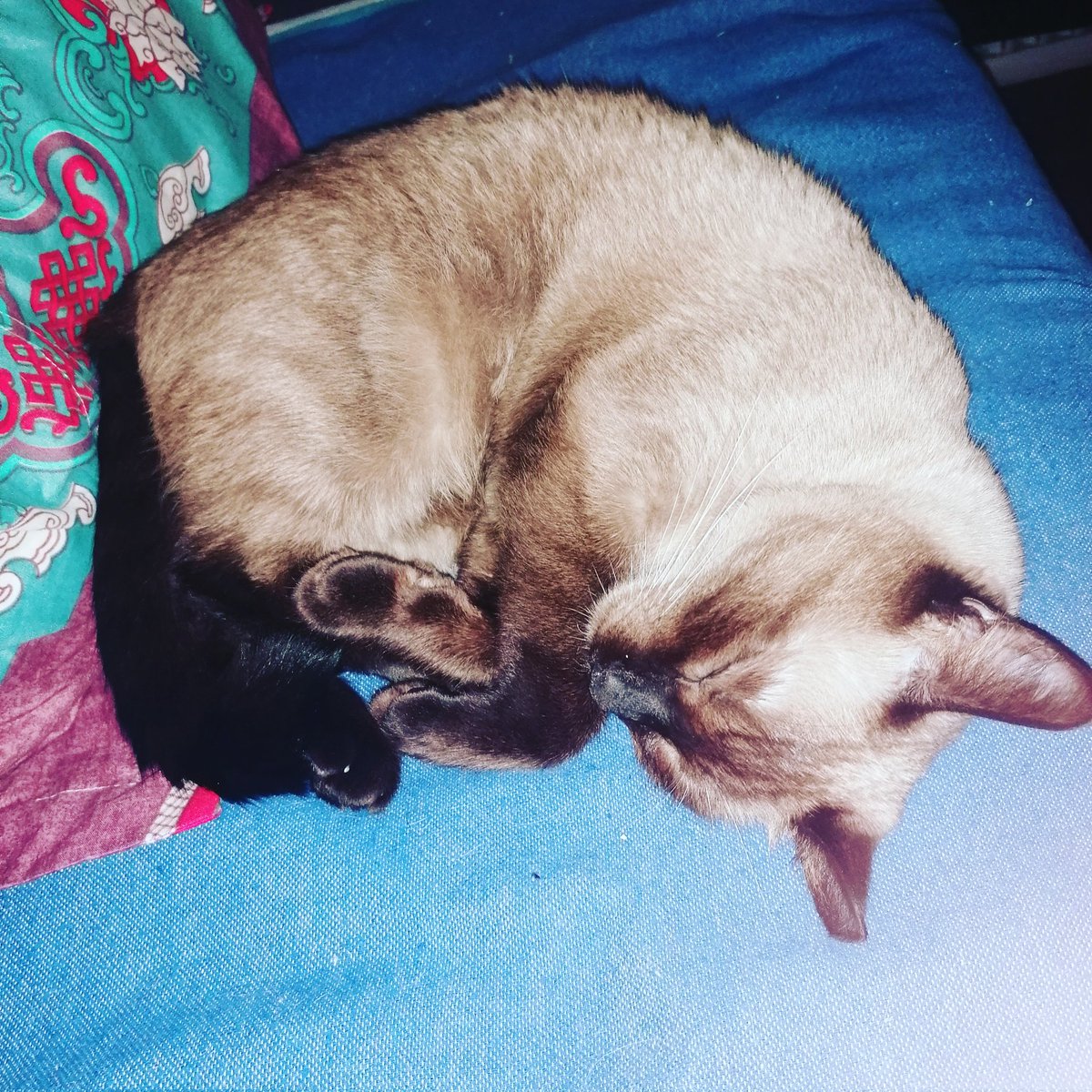 CafeConOreos's tweet photo. Creemos que la Karen es una stalker porque hemos mirado su móvil y tiene cantidad de fotos nuestras mientras dormimos... AYUDA!!

#animallovers #furry #kitty #adopted #catlover #cats #siamese_army #siamese_cat #adoptedcat #spoiledcat #karen https://t.co/6DqkifuXR8