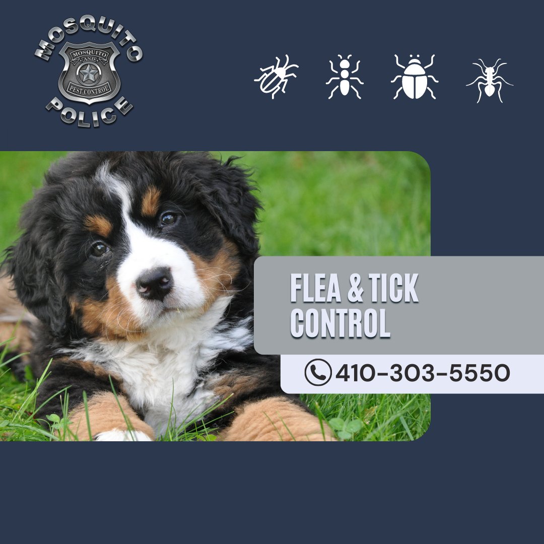mosquito_police's tweet image. Protect your pets from fleas and ticks. Our team of experts is here to help. 

#FleaAndTickControl #AnneArundelCounty