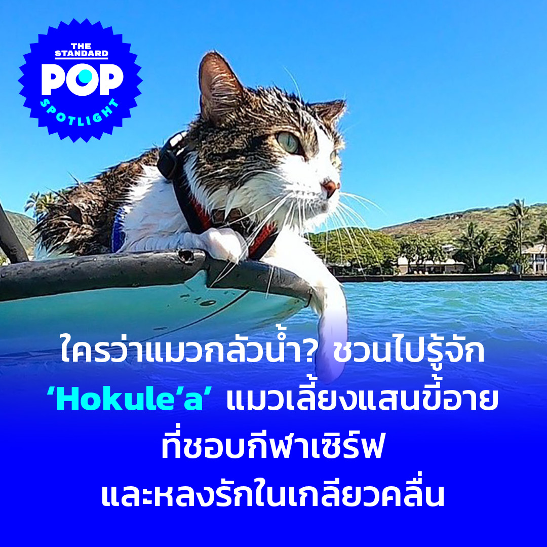 TheStandardPOP's tweet photo. ใครว่าแมวกลัวน้ำ? เนื่องในวันที่ 8 สิงหาคม เป็นวันแมวโลก เราจะอยากชวนคุณไปรู้จัก Hokule’a แมวยอดนักเซิร์ฟ ที่มีผู้ติดตามทาง Instagram มากกว่า 28,500 คน

อ่านต่อ https://t.co/qqFFWkkCmM

#hokuleathesurfingcat #Surfer #WorldCatday
#TheStandardPop #PopSpotlight https://t.co/L98CcMa605