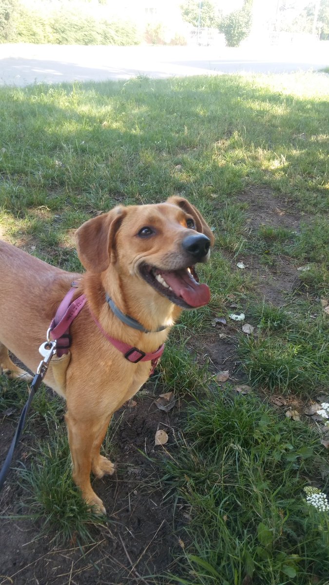 kosma003's tweet photo. A tired #dog is a #happy_dog
Have a #nice_day everyone https://t.co/QcIHvDlNjo
