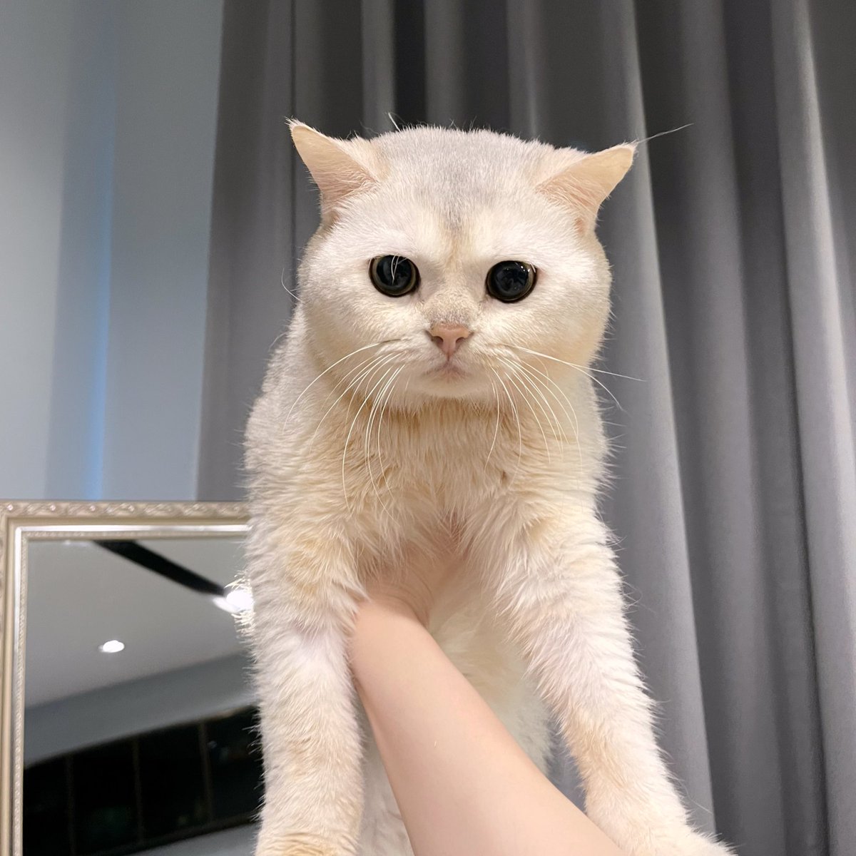 Bonusiie's tweet image. วันแมวโลก กับแมวตัวที่คิดถึงที่สุดในโลก