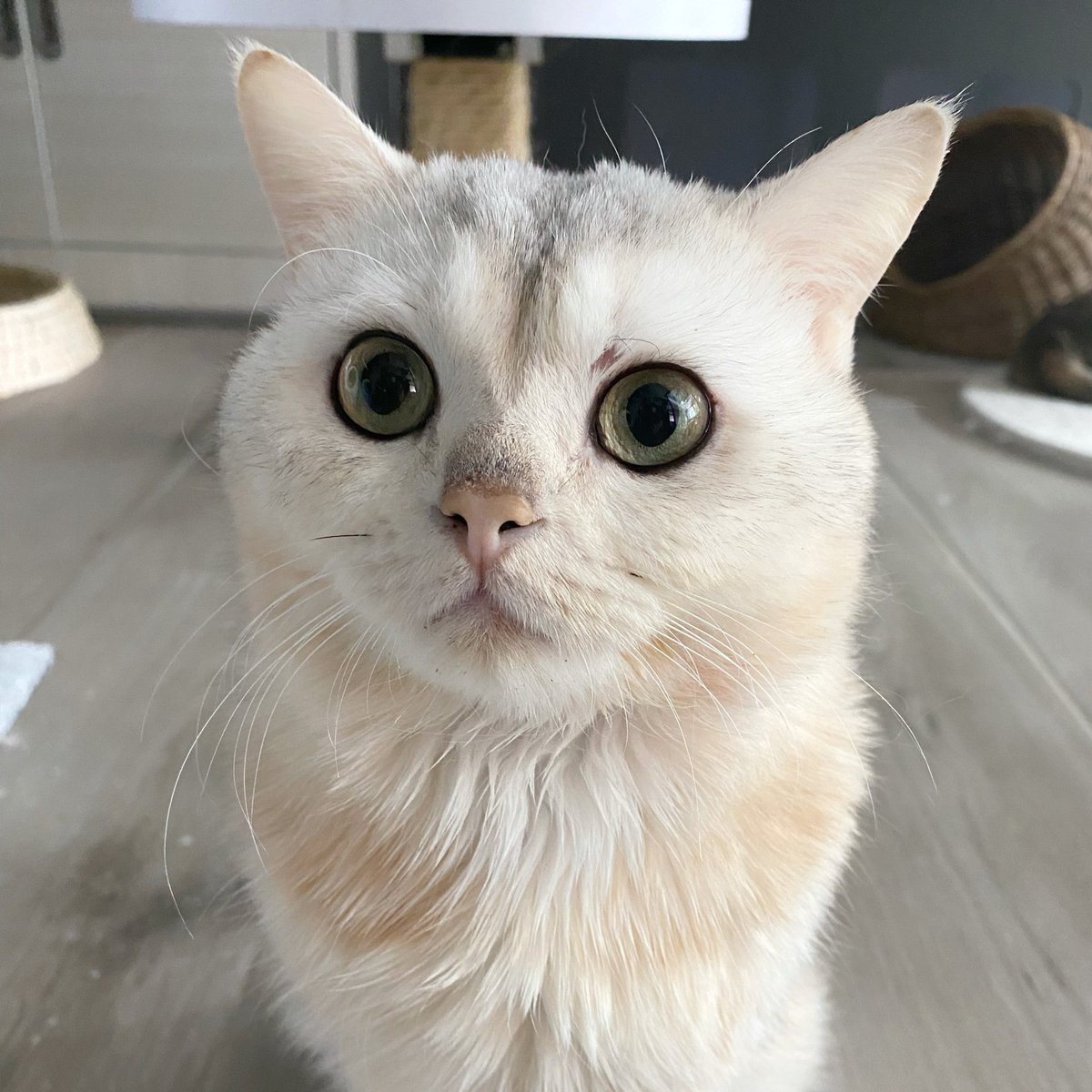 Bonusiie's tweet image. วันแมวโลก กับแมวตัวที่คิดถึงที่สุดในโลก