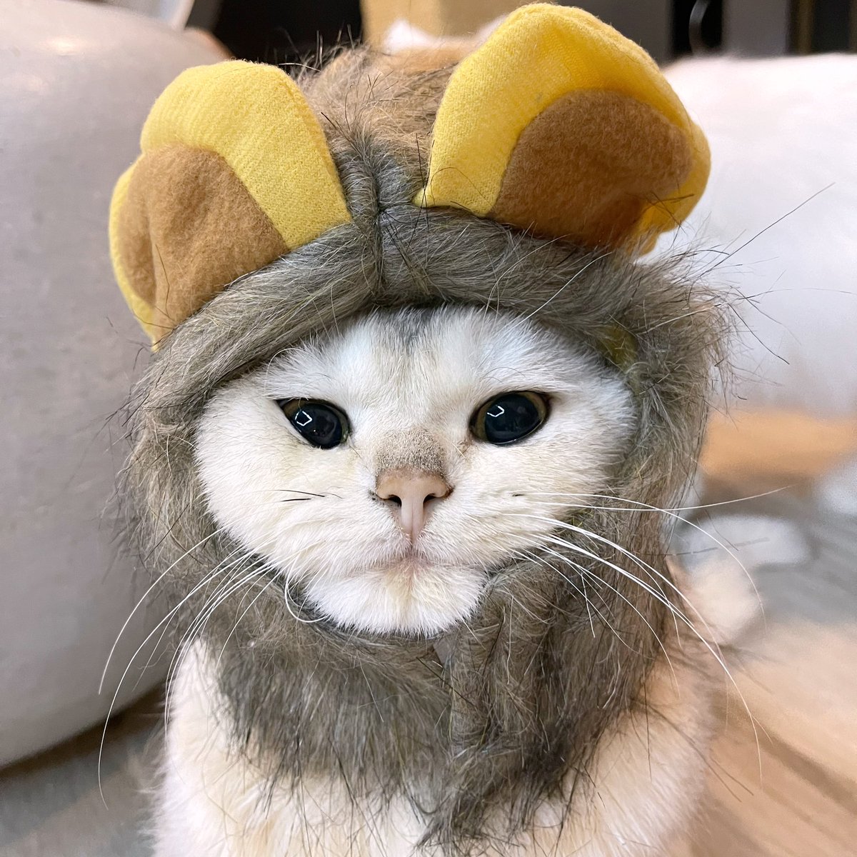 Bonusiie's tweet image. วันแมวโลก กับแมวตัวที่คิดถึงที่สุดในโลก