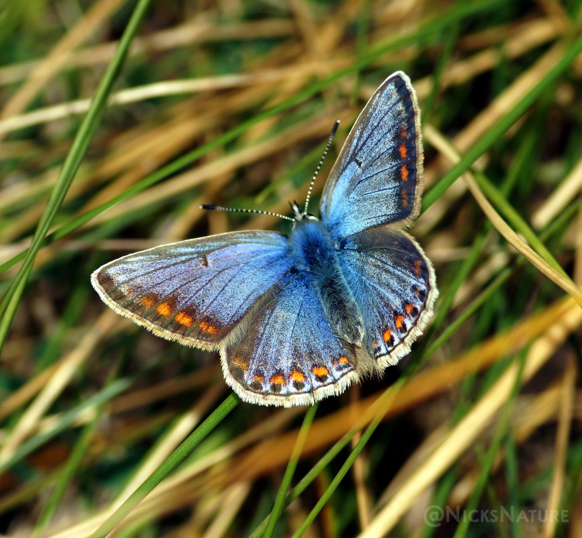 NicksNature's tweet photo. A Common Blue from Rhosneigr
#butterlfyphotography #insects #nature #photooftheday https://t.co/SmJZmBDc91