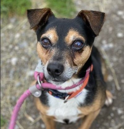 Please retweet to help Toby find a home #CLWYD #Wales North 

Jack Russell Terrier aged 10, sadly his owner has passed away. He is looking for a quiet adult home as the only pet. 
DETAILS or APPLY👇
ncar.org.uk/animals/toby2/

#dogs #dogsoftwitter #AdoptDontShop