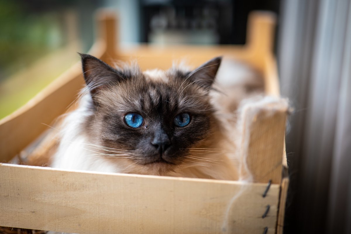 arjan_k's tweet photo. Happy #InternationalCatDay :-) https://t.co/DFZ6HSb7P7