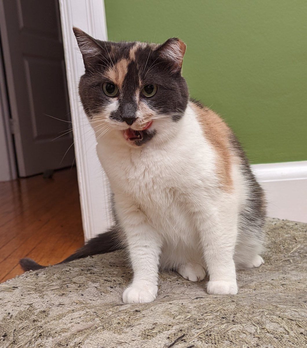 Happy #InternationalCatDay Juliet hopes the day is marked with extra "tempting tuna" flavoured treats.