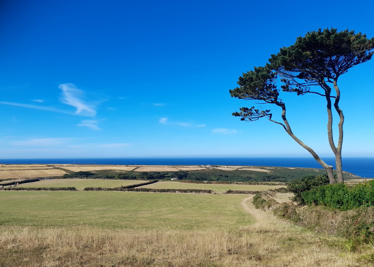 gnome_alice's tweet photo. Morning walk. That tree, #CotValley the barley beyond, the #Longships and beyond them, the broad #Atlantic, Newfoundland just out of shot.
#Lannust
#Kernow https://t.co/TEue82a9jZ