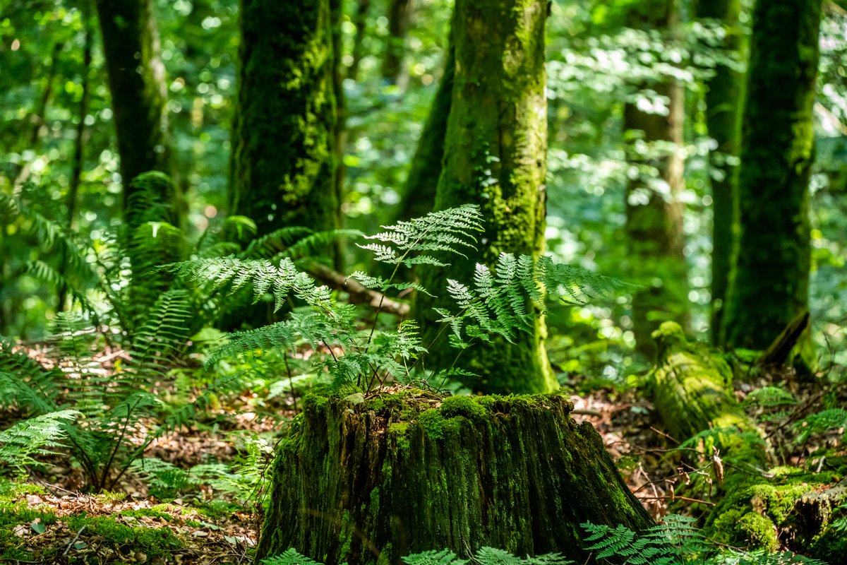 Did you know that the woods of the East Dartmoor #NNR are a rare temperate #rainforest habitat?  Explore twisty oaks dripping with lichen &amp; ferns. Join us on Wednesday to learn about their wildlife with Natural England and @WoodlandTrust.
Book here 👉woodlandtrusttickets.cloudvenue.co.uk/woodlandwonder…
