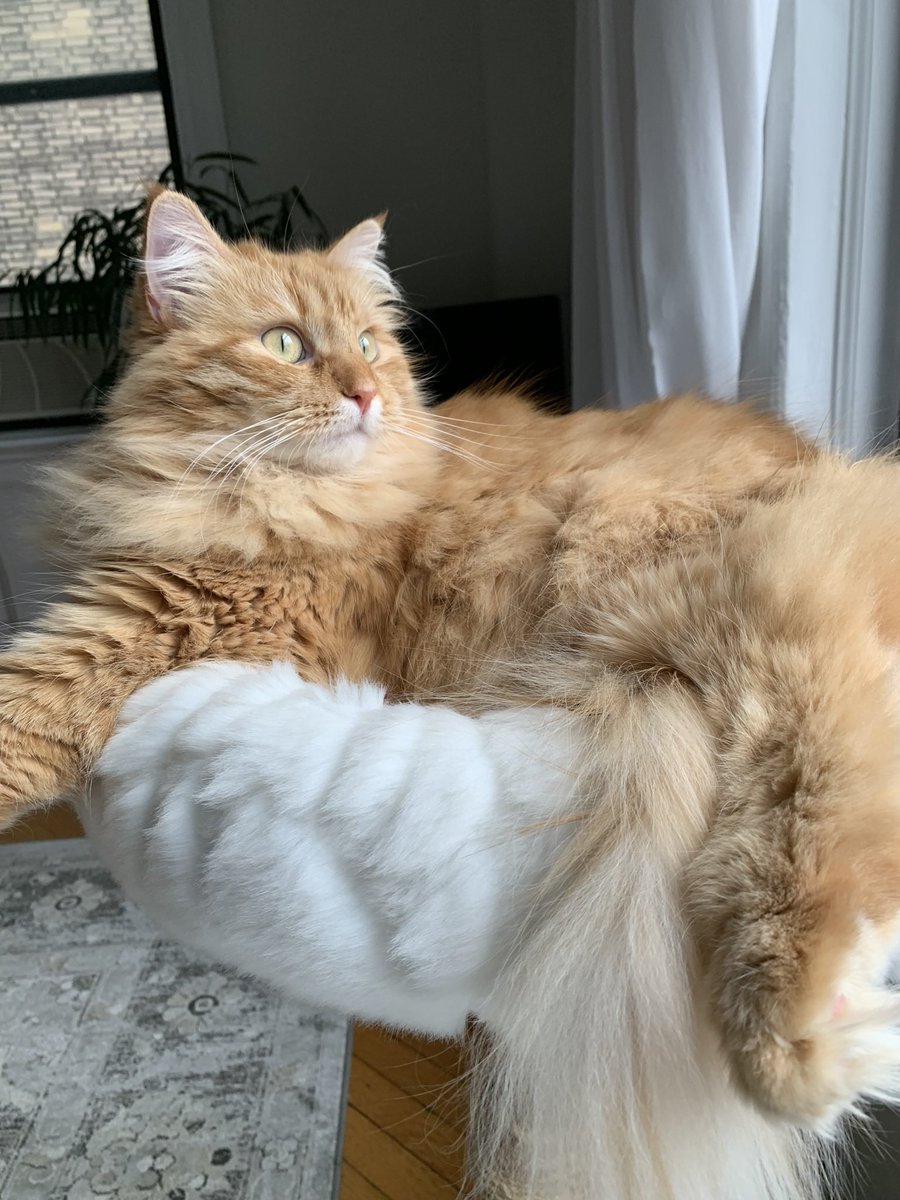 nyckittens's tweet photo. Happy #InternationalCatDay 🧡🐾😻 https://t.co/TpSDEdIP1r