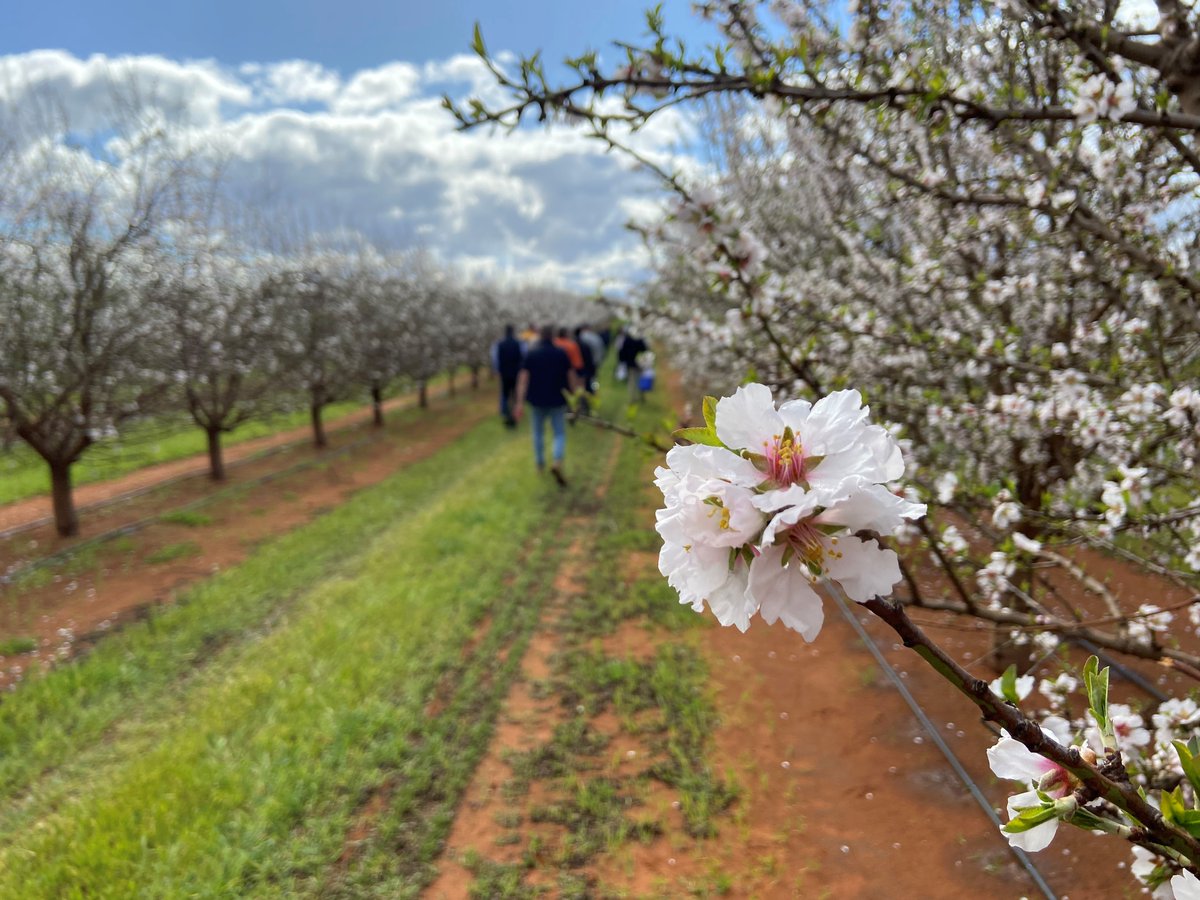 AdrianEngle1's tweet photo. Today @Hort_Au, the Almond strategic investment advisory panel, the Almond Board of Australia and researchers met at the Almond Centre of Excellence experimental and demonstration orchard (AL19000) to hear about project developments.
Further information👇
https://t.co/sUxCj2DadQ https://t.co/odT1NHPnZV