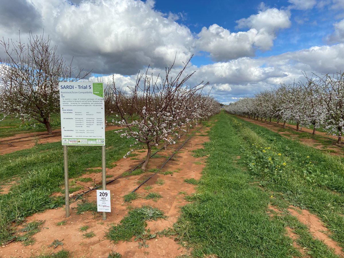 Adrian Englefield (@adrianengle1) on Twitter photo Today <a href="/Hort_Au/">Hort Innovation</a>, the Almond strategic investment advisory panel, the Almond Board of Australia and researchers met at the Almond Centre of Excellence experimental and demonstration orchard (AL19000) to hear about project developments.
Further information👇
horticulture.com.au/growers/help-y… Today <a href="/Hort_Au/">Hort Innovation</a>, the Almond strategic investment advisory panel, the Almond Board of Australia and researchers met at the Almond Centre of Excellence experimental and demonstration orchard (AL19000) to hear about project developments.
Further information👇
horticulture.com.au/growers/help-y…
