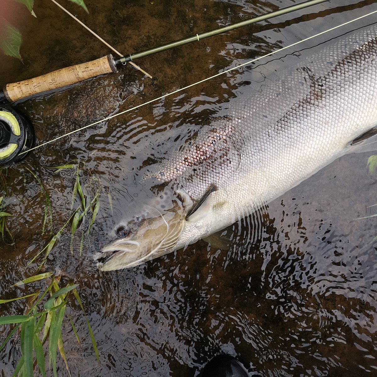 FFFTmag's tweet photo. A timeshare revival? A new system for letting could pave the way for other, similar schemes. Read about how it works in the September issue.
#salmon #salmonflyfishing #salmonbeats #salmonlets #riverbeats #timeshare #bookingfishing #Thurso #ffft https://t.co/fLo3cPTKE2